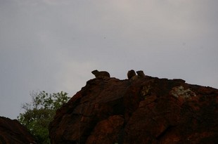 809 Namibia Okt 2006 Klippschleifer.JPG